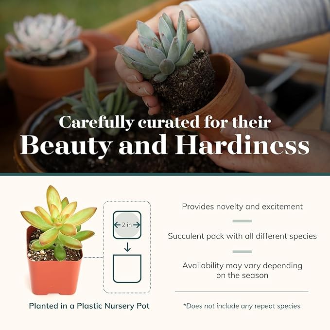 Shop Succulents Collectors Succulent Plant Pack Collection - Live Mini Succulent Plants, Low Maintenance, Colors & Textures - Wedding and Party Favors, Gift & Garden, Pack of 20