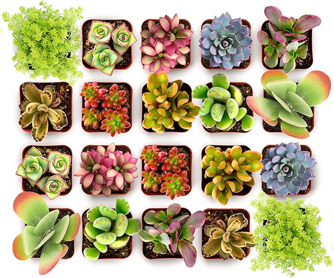 Shop Succulents Endless Summer Succulent Pack Collection - Live Mini Succulent Plants, Low Maintenance, Colors & Textures - Wedding and Party Favors, Gift & Garden, Pack of 20