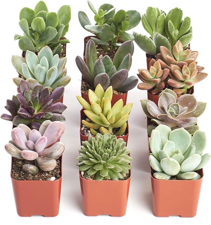 Shop Succulents Unique Succulent Plant Pack Collection - Live Mini Succulent Plants, Low Maintenance, Exceptional Colors & Textures - Wedding and Party Favors, Gift & Garden, Pack of 12