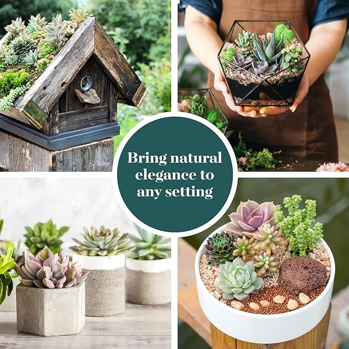 Shop Succulents Assorted Succulent Plant Pack Bulk Collection - Live Mini Succulent Plants, Low Maintenance, Mixture of Colors & Textures - Wedding and Party Favors, Gift & Garden, Pack of 64