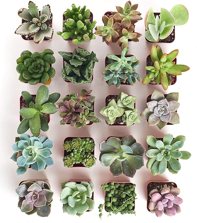 Shop Succulents Unique Succulent Plant Pack Collection - Live Mini Succulent Plants, Low Maintenance, Exceptional Colors & Textures - Wedding and Party Favors, Gift & Garden, Pack of 20