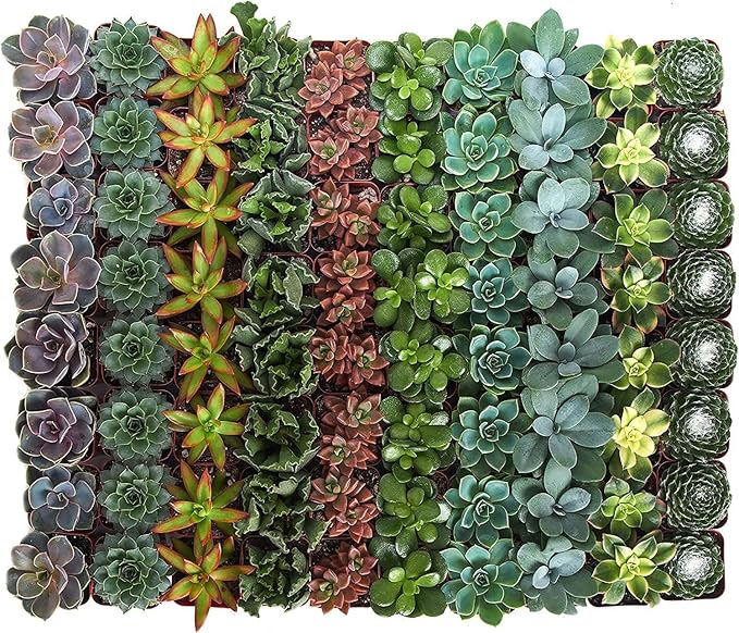 Shop Succulents Assorted Succulent Plant Pack Bulk Collection - Live Mini Succulent Plants, Low Maintenance, Mixture of Colors & Textures - Wedding and Party Favors, Gift & Garden, Pack of 64